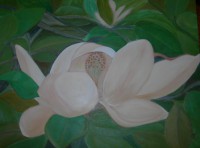 /album/galeria-de-fotos/magnolia2-jpg/